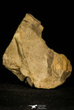 30347 - Rare 0.72 Inch Paradoxides pusillus Cambrian Trilobite - Czech Republic