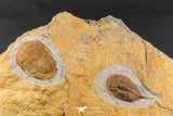07198 - Nice Association  Mucronaspis sp Ordovician Trilobites + Petraster Sea Star