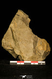 30347 - Rare 0.72 Inch Paradoxides pusillus Cambrian Trilobite - Czech Republic