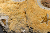 07198 - Nice Association  Mucronaspis sp Ordovician Trilobites + Petraster Sea Star