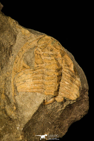 30347 - Rare 0.72 Inch Paradoxides pusillus Cambrian Trilobite - Czech Republic