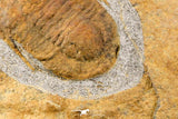07198 - Nice Association  Mucronaspis sp Ordovician Trilobites + Petraster Sea Star