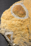 07198 - Nice Association  Mucronaspis sp Ordovician Trilobites + Petraster Sea Star