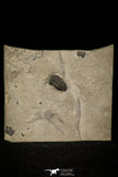 30348 - Beautiful Association of Brachyaspidion sulcatum + Baltagnostus Middle Cambrian Trilobites - Utah USA