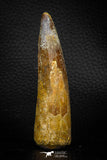 05707 - Top Beautiful 3.31 Inch Spinosaurus Dinosaur Tooth Cretaceous