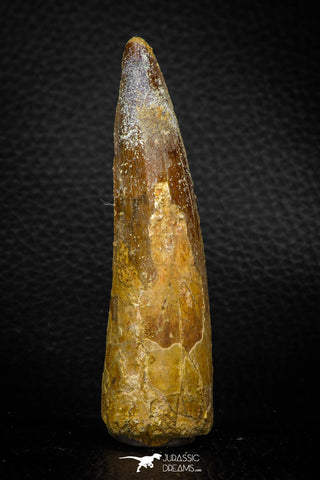 05707 - Top Beautiful 3.31 Inch Spinosaurus Dinosaur Tooth Cretaceous