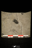 30348 - Beautiful Association of Brachyaspidion sulcatum + Baltagnostus Middle Cambrian Trilobites - Utah USA