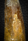 05707 - Top Beautiful 3.31 Inch Spinosaurus Dinosaur Tooth Cretaceous