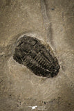 30348 - Beautiful Association of Brachyaspidion sulcatum + Baltagnostus Middle Cambrian Trilobites - Utah USA