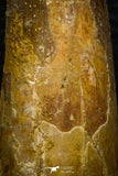 05707 - Top Beautiful 3.31 Inch Spinosaurus Dinosaur Tooth Cretaceous