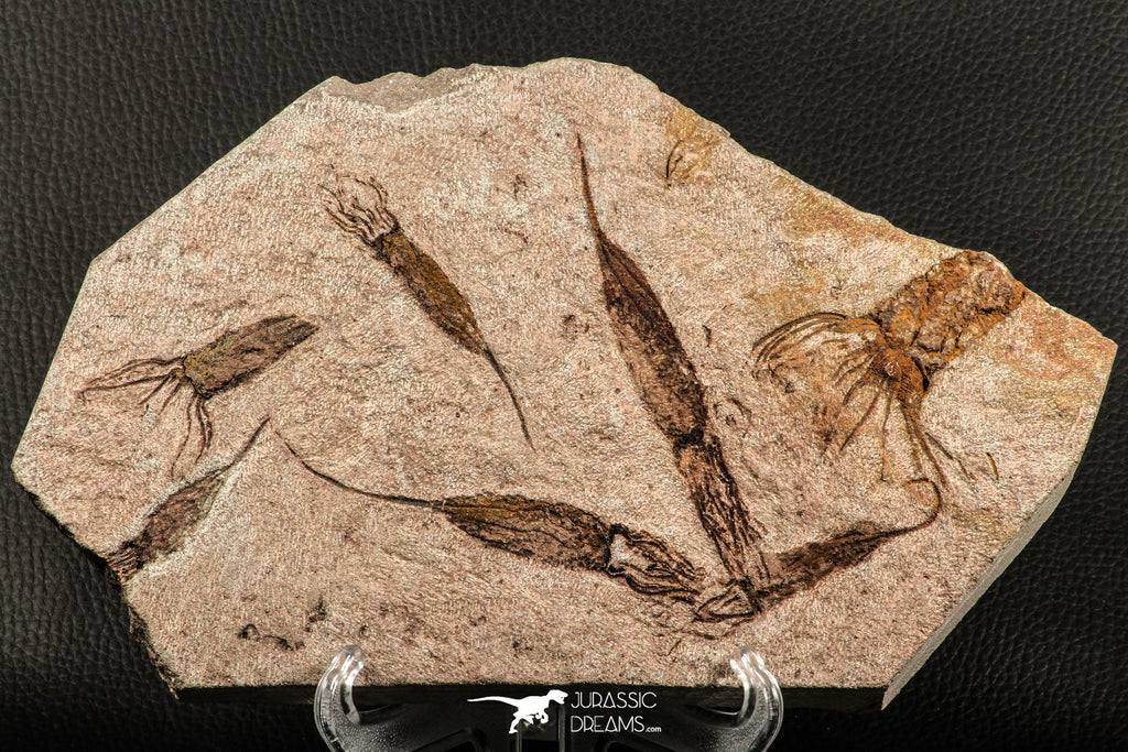 07199 -  Wide 4.39 Inch Eocrinoid (Ascocystites) Plate - Lower Ordovician