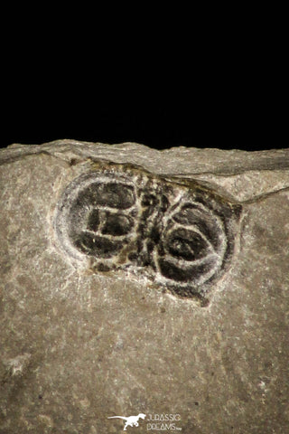 30348 - Beautiful Association of Brachyaspidion sulcatum + Baltagnostus Middle Cambrian Trilobites - Utah USA