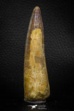 05707 - Top Beautiful 3.31 Inch Spinosaurus Dinosaur Tooth Cretaceous