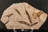 07199 -  Wide 4.39 Inch Eocrinoid (Ascocystites) Plate - Lower Ordovician