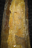 05707 - Top Beautiful 3.31 Inch Spinosaurus Dinosaur Tooth Cretaceous