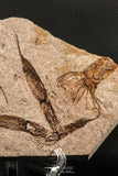 07199 -  Wide 4.39 Inch Eocrinoid (Ascocystites) Plate - Lower Ordovician