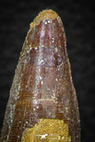 05707 - Top Beautiful 3.31 Inch Spinosaurus Dinosaur Tooth Cretaceous