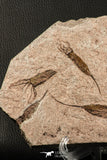 07199 -  Wide 4.39 Inch Eocrinoid (Ascocystites) Plate - Lower Ordovician