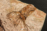 07199 -  Wide 4.39 Inch Eocrinoid (Ascocystites) Plate - Lower Ordovician