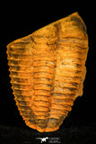 30349 - Beautiful 2.09 Inch Parabailiella robusta Middle Cambrian Trilobite - Czech Republic