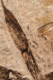 07199 -  Wide 4.39 Inch Eocrinoid (Ascocystites) Plate - Lower Ordovician