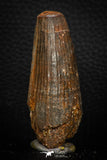 05708 - Well Preserved 2.45 Inch Spinosaurus Dinosaur Tooth Cretaceous