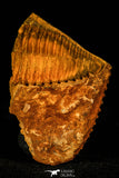 30349 - Beautiful 2.09 Inch Parabailiella robusta Middle Cambrian Trilobite - Czech Republic