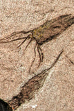 07199 -  Wide 4.39 Inch Eocrinoid (Ascocystites) Plate - Lower Ordovician