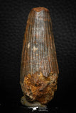 05708 - Well Preserved 2.45 Inch Spinosaurus Dinosaur Tooth Cretaceous