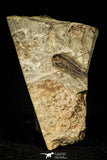 30350 - Well Preserved 0.89 Inch Paradoxides sp Cambrian Trilobite - Czech Republic