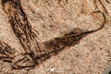 07199 -  Wide 4.39 Inch Eocrinoid (Ascocystites) Plate - Lower Ordovician