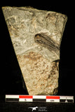 30350 - Well Preserved 0.89 Inch Paradoxides sp Cambrian Trilobite - Czech Republic