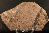 07199 -  Wide 4.39 Inch Eocrinoid (Ascocystites) Plate - Lower Ordovician