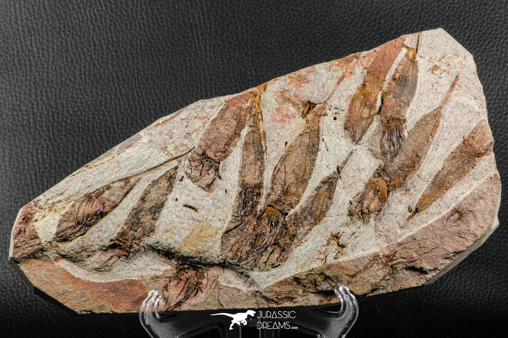 07200 -  Wide 4.56 Inch Eocrinoid (Ascocystites) Plate - Lower Ordovician