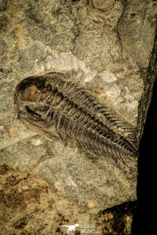 30350 - Well Preserved 0.89 Inch Paradoxides sp Cambrian Trilobite - Czech Republic