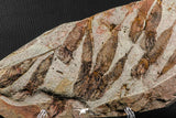 07200 -  Wide 4.56 Inch Eocrinoid (Ascocystites) Plate - Lower Ordovician