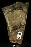 30350 - Well Preserved 0.89 Inch Paradoxides sp Cambrian Trilobite - Czech Republic