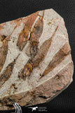 07200 -  Wide 4.56 Inch Eocrinoid (Ascocystites) Plate - Lower Ordovician