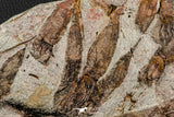 07200 -  Wide 4.56 Inch Eocrinoid (Ascocystites) Plate - Lower Ordovician