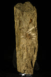 30351 - Rare 0.35 Inch Otarion ceratopathalmos Devonian Trilobite - France
