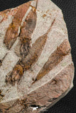 07200 -  Wide 4.56 Inch Eocrinoid (Ascocystites) Plate - Lower Ordovician