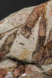 07200 -  Wide 4.56 Inch Eocrinoid (Ascocystites) Plate - Lower Ordovician
