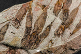 07200 -  Wide 4.56 Inch Eocrinoid (Ascocystites) Plate - Lower Ordovician
