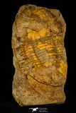 30352 - Rare 2.28 Inch Ectillaenus katzeri Ordovician Trilobite - Czech Republic