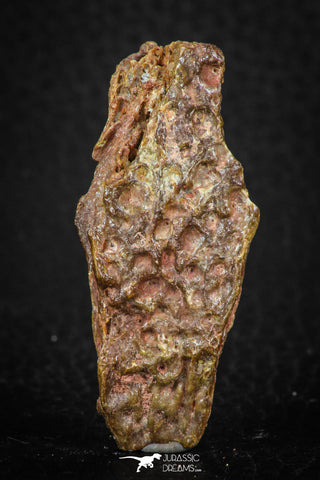 05416 - Top Beautiful 1.89 Inch Nice Cretaceous Crocodile Dermal Scute Bone KemKem