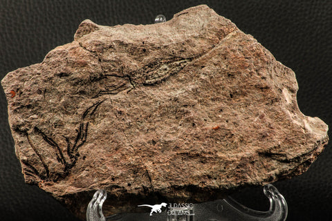 07201 -  Wide 3.38 Inch Eocrinoid (Ascocystites) Plate - Lower Ordovician