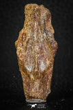 05416 - Top Beautiful 1.89 Inch Nice Cretaceous Crocodile Dermal Scute Bone KemKem
