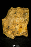 30353 - Top Rare 0.43 Inch Harpidella misera Silurian Trilobite - Czech Republic