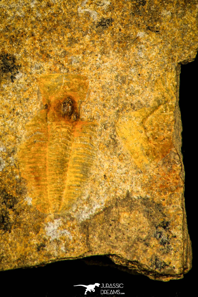 30353 - Top Rare 0.43 Inch Harpidella misera Silurian Trilobite - Czech Republic