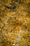 30353 - Top Rare 0.43 Inch Harpidella misera Silurian Trilobite - Czech Republic